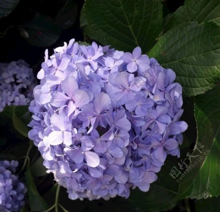 弗洛雷斯弗洛尔春鲜花紫