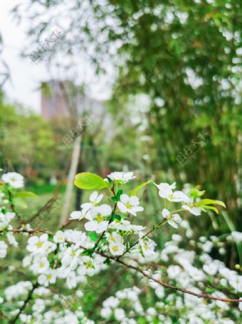 春天白色的花