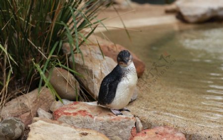 澳洲小企鹅