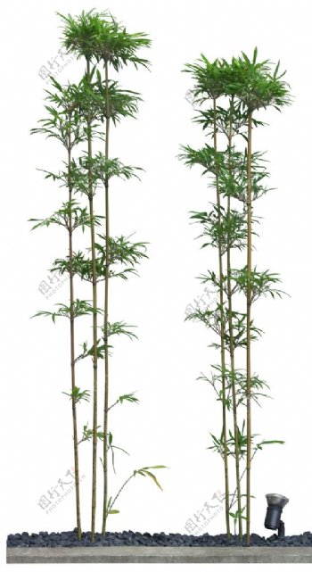 园林植物