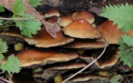 蘑菇日志森林蘑菇收集森