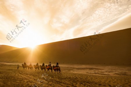 骆驼驼队夕阳彩霞
