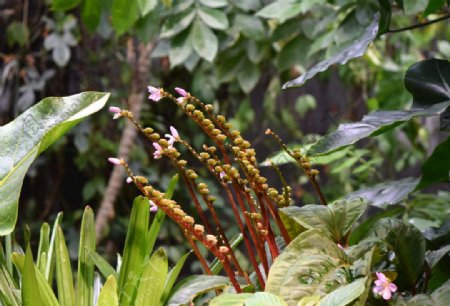 热带花卉绿化植物自然叶