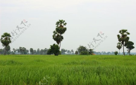 水稻棕榈树天空亚洲自然