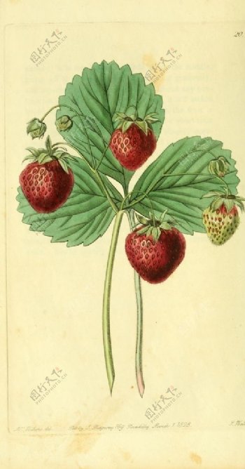 草莓果实插画