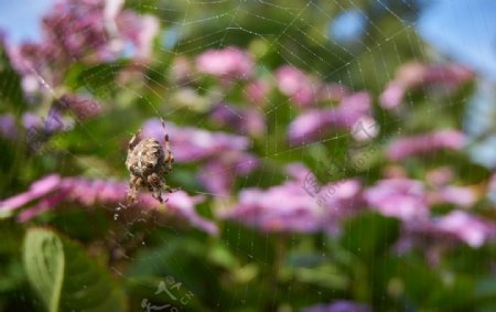 蜘蛛网蜘蛛花朵自然