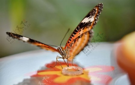 斑纹蝴蝶
