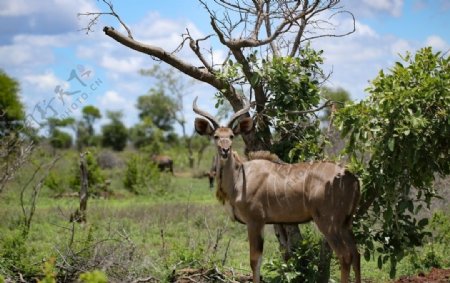 羚羊非洲野生动物万基国家