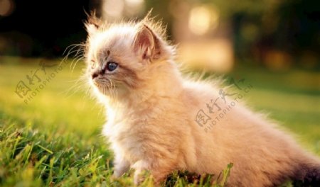 草坪上的小猫
