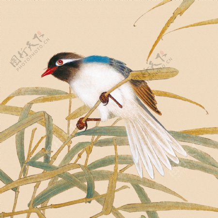 中式田园工笔花鸟芦苇