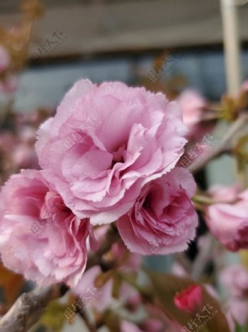 樱花特写粉色多层