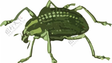 蚜虫昆虫插画