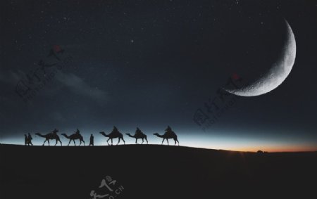 月下骆驼