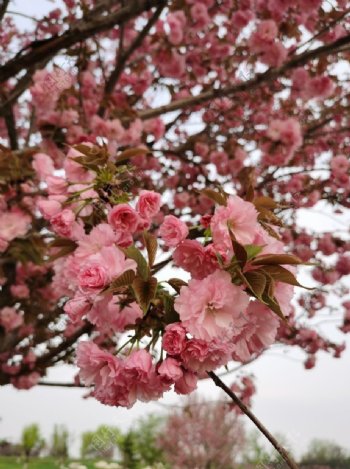 樱花粉红色春天美丽