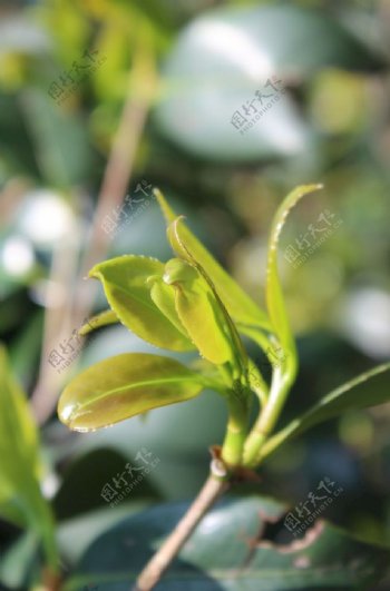 茶油树嫩芽