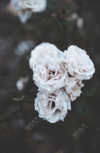 白色山茶花朵