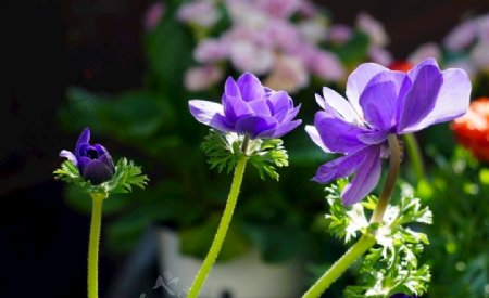 紫色的花花朵花儿小花花
