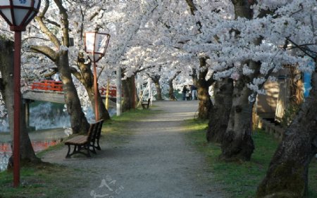 樱花大道