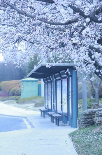 公交站牌樱花