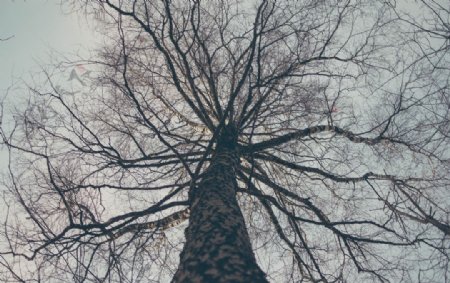 一棵树唯美意境