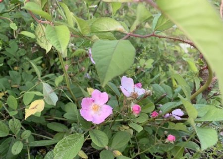 山莓花