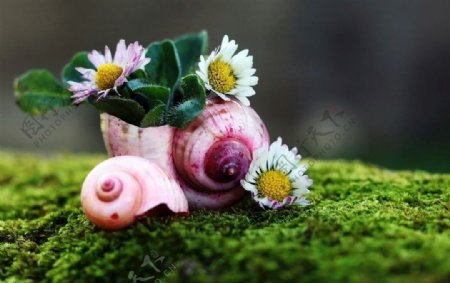 蜗牛上的鲜花