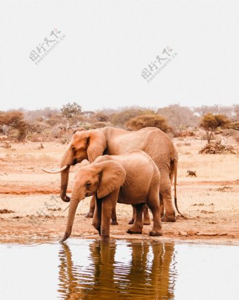 大象小象在一起