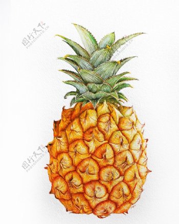 水果菠萝绘画