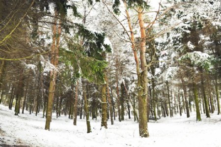 冬季雪景