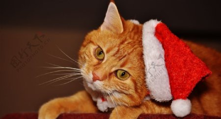 猫咪圣诞帽