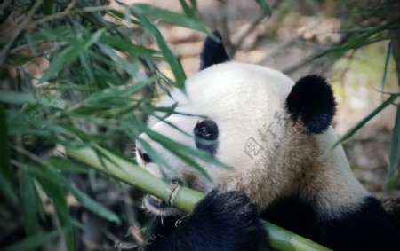 国宝熊猫