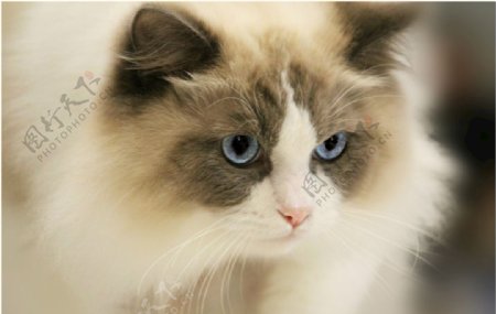眼神好奇的大白猫
