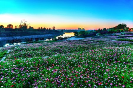 夕阳下河边池塘草坪花海意境摄影