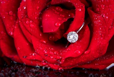 玫瑰花上的钻石戒指