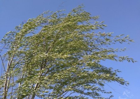 风中的柳树