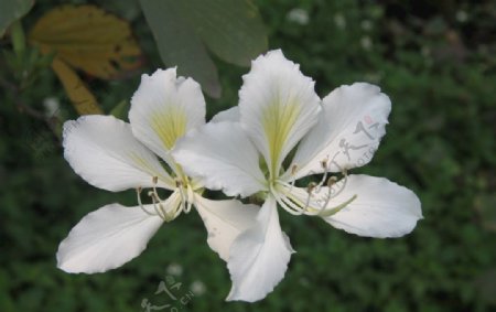 白花羊蹄甲的花