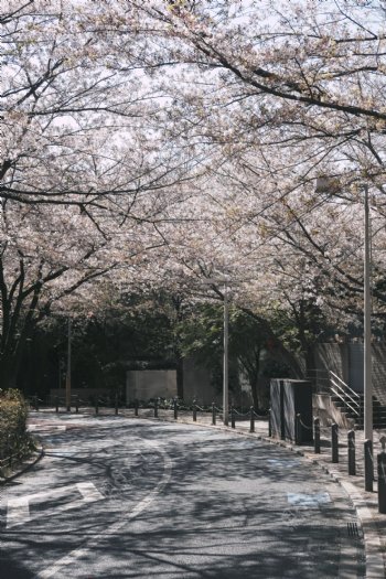 樱花街头日本道路自然背景素材