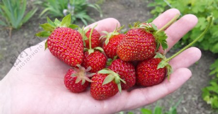 草莓浆果莓果果汁