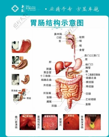 胃肠结构示意图