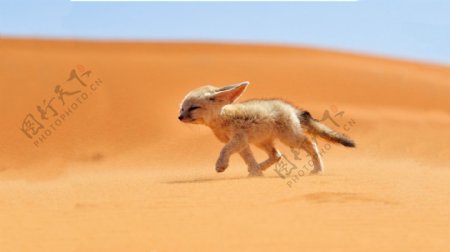 宠物动物合集沙漠里的狐狸