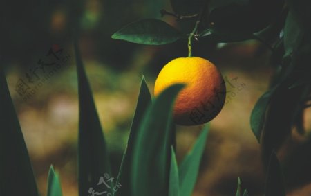 橘子柑橘橙子桔子