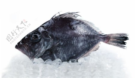 马面海鲂鱼