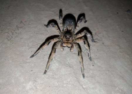 蜘蛛34