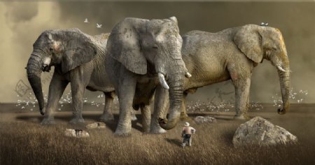 大象小象野象