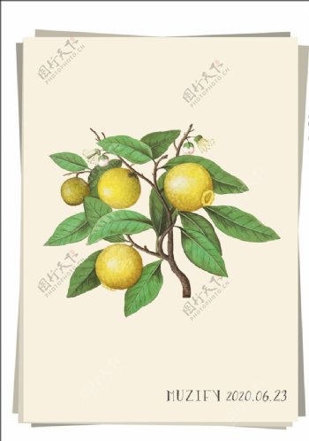 柠檬树水果图鉴