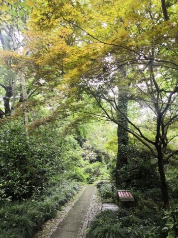 杭州花圃树林