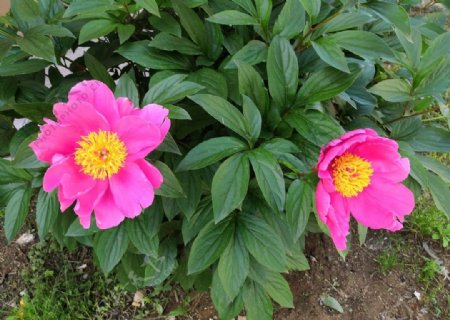 粉色的芍药花朵两朵