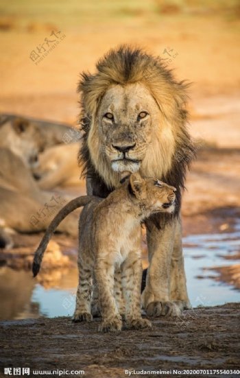 狮子与小狮子
