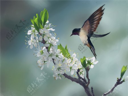 小鸟春季枝头绿色插画背景素材