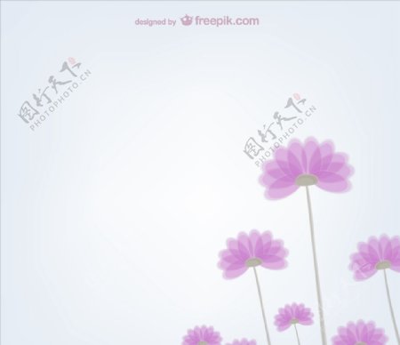 粉红色花朵插图